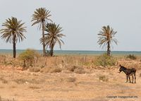 kerkennah-chergui-28.jpg